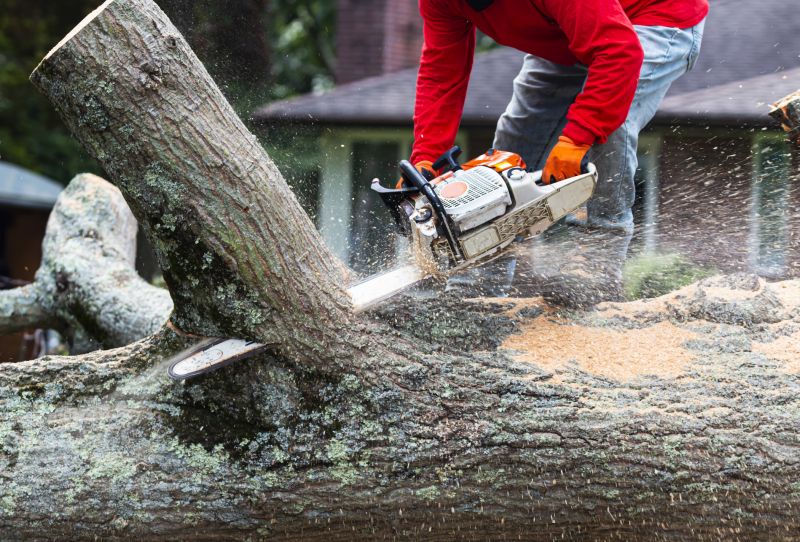 Local Japanese Knotwood Removal pros at work