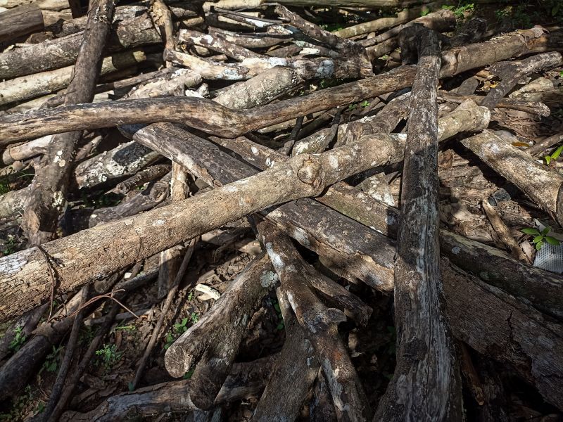 Japanese Knotwood Removal