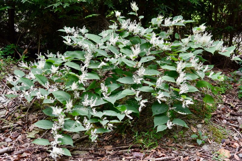 Japanese Knotwood Removal Costs — Cost of Japanese Knotwood Removal