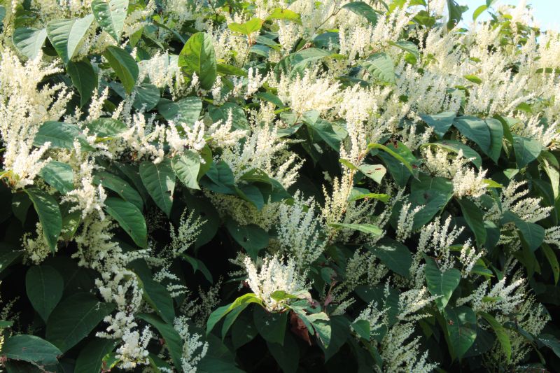 Japanese Knotwood Removal Costs — Cost of Japanese Knotwood Removal
