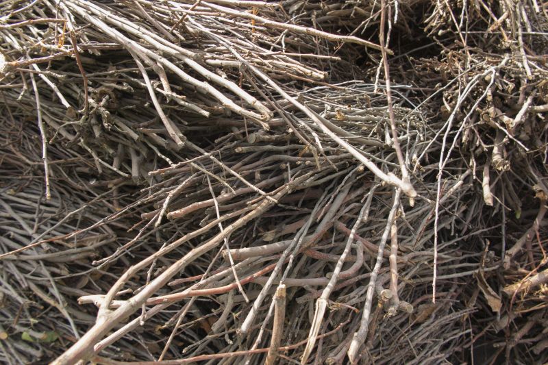 Japanese Knotwood Removal