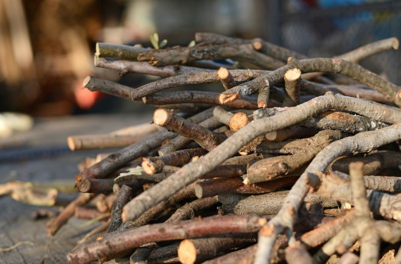 Japanese Knotwood Removal