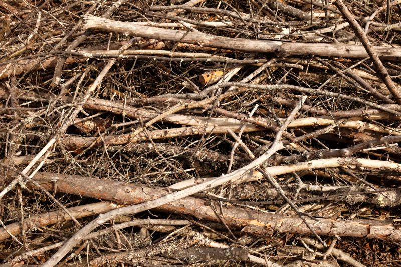 Japanese Knotwood Removal