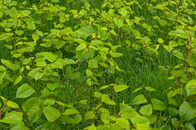 Get Japanese Knotwood Controlled and Managed!