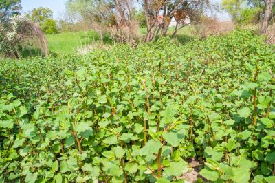 Japanese Knotwood is an Invasive Plant!