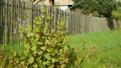 Maintain the Balance of the Local Ecosystem with Japanese Knotwood Removal!